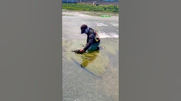 Cá Lớn - Chép Khủng, Rô Phi Khủng mắc kẹt trong cỏ 😱 #khacthuyvlogg