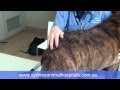 Sydney Animal Hospitals - Flea allergy dermatitis