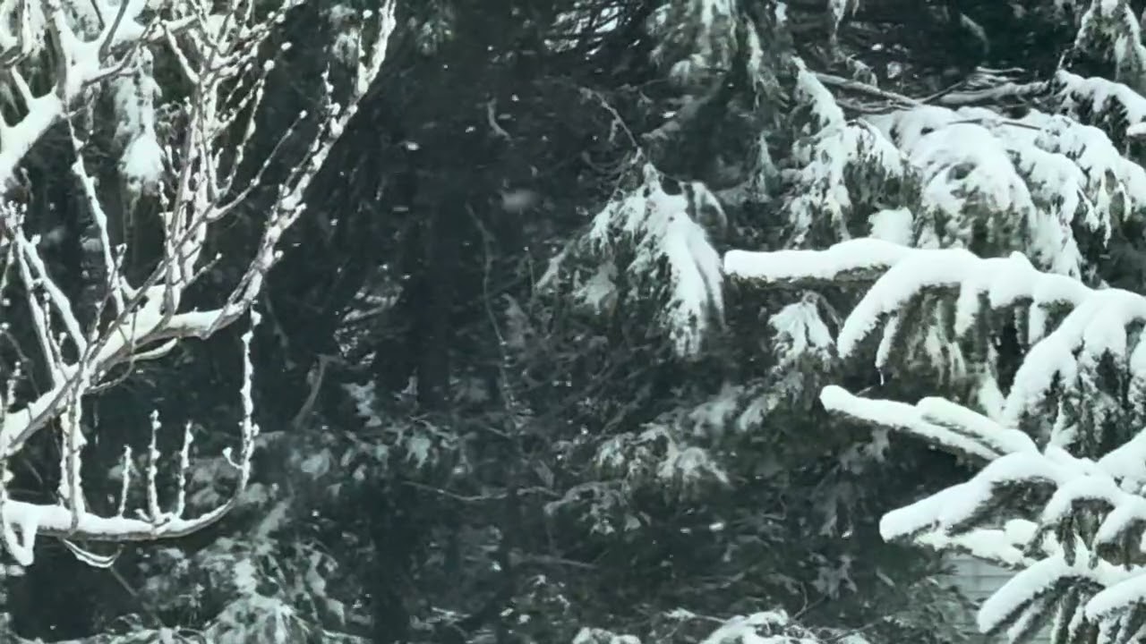 Winter Snowfall with soft guitar sounds for relaxing & sleep #stressrelief #nature #meditationmusic