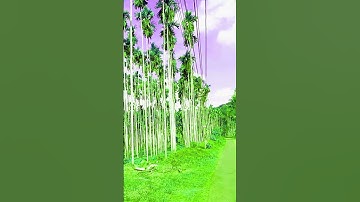 supari #plan🙏👍❣️❣️♥️ #Kerala#video 🌿🌳🌱🌴🌲