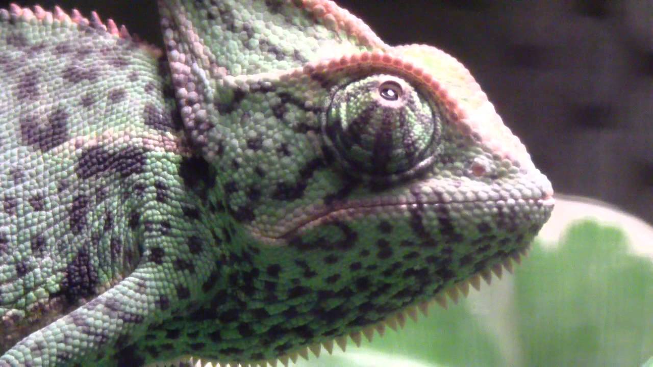 Veiled Chameleon Changes Color - YouTube