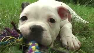 Bulldog Puppy Playing Wildly ~ Cute & Funny Compilation ~ Sasha the Olde English Bulldogge by Adam & Tina's Puppy Love Doggie Daycare 352 views 8 years ago 4 minutes, 36 seconds