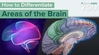 How to Differentiate Areas of the Human Brain