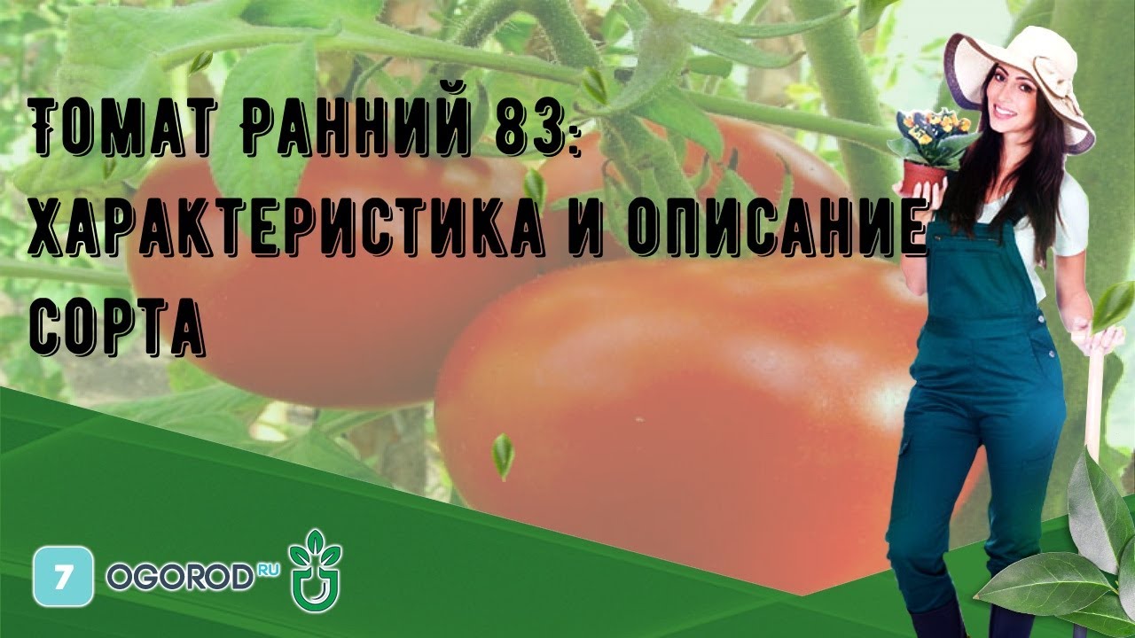 Ранний 83 томат описание отзывы. Томат ранний 83 рассада. Сорт помидоров ранний 83. Томат ранний Дубинина фото отзывы урожайность.