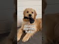 She Has A Stealing Problem Goldenretriever Shorts Doglover Dog Funny Funnydogs Trending mp3