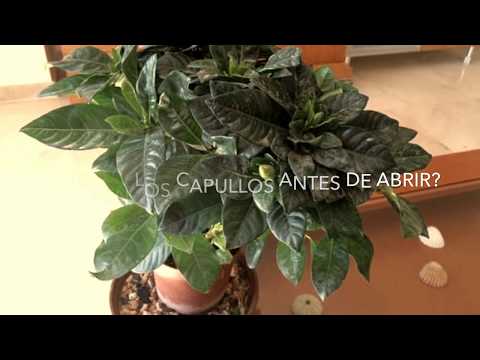 Vídeo: Cura De Plantas De Interior. Parte 3