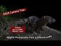 DSLR Camera trap - Otters on a small Welsh river