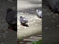 Graceful Pigeons #3,886 #shorts #pigeon #bird #birds #peaceful #youtubeshorts #kabootar #shortvideo