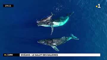 Comment faire pour voir des baleines à La Réunion ?