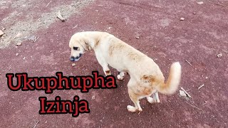 Ukuphupha izinja kubika lokhu