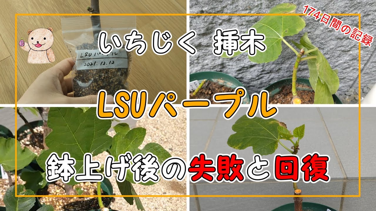 いちじく】LSUパープル 174日の記録 鉢上げ後の失敗と回復 - YouTube