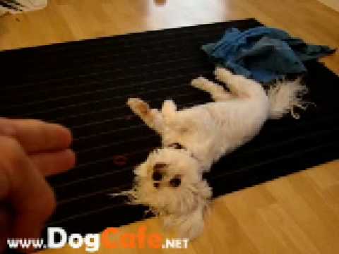 My Tobi the fluffy Maltese is playing with a rubberband - YouTube