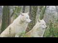 ANIMALS AT WILDLIFE