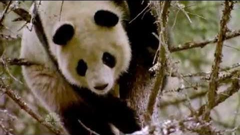 Should We Save Endangered Pandas?