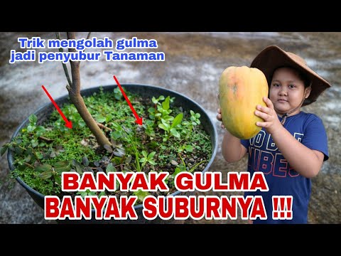 Video: Mengapa gulma itu baik?