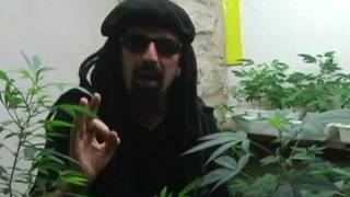 Coltivare cannabis indoor in casa (traduzione in italiano nella descrizione del video)