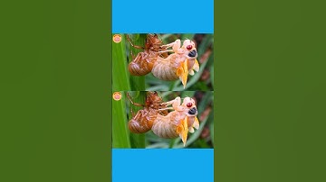 Đuổi Hình Bắt Chữ Fan Hack Não Câu Đố Về Côn Trùng Tập 8