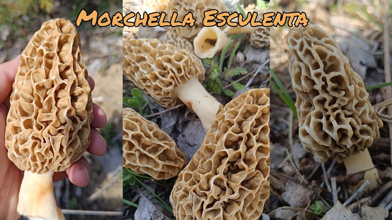 Altın Kuzu Göbeği - Morchella Esculenta.Sarı kuzu göbeği nerede bulunur? 2025 yeni sezon.İzle ve gör