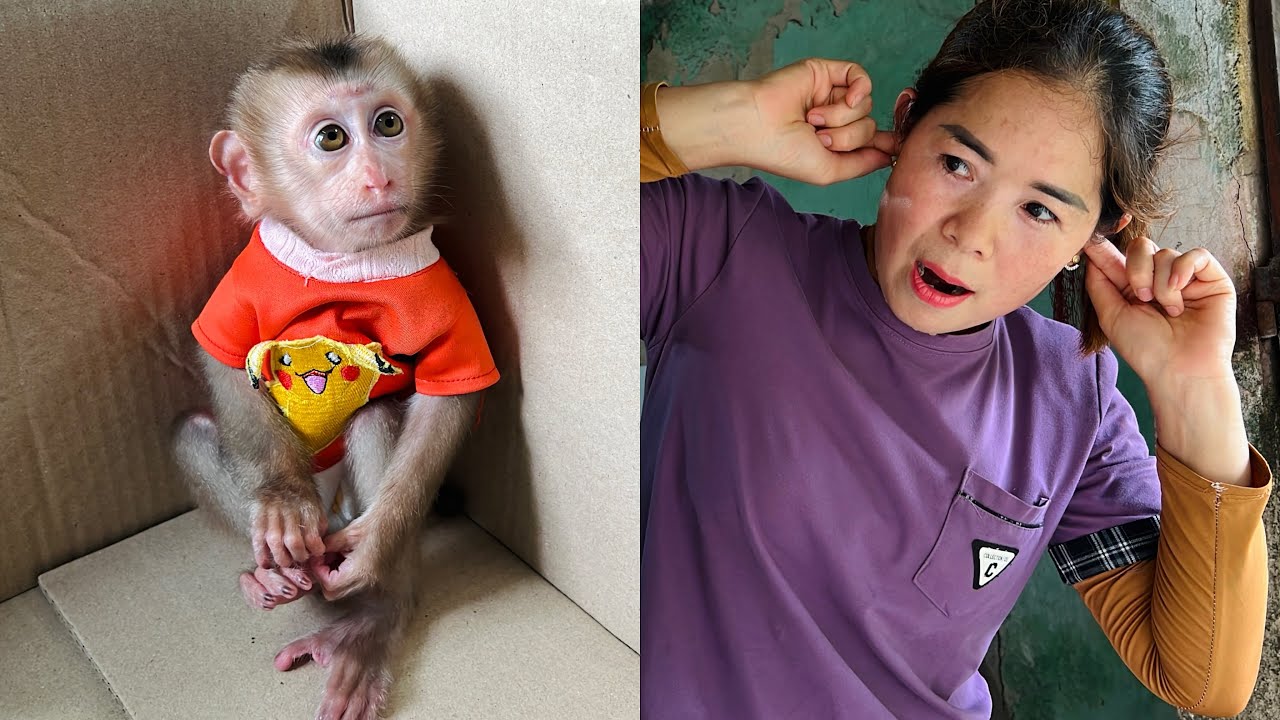 Baby monkey Tina knocked over her mother's things and ran away.