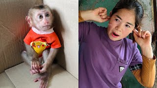 Baby monkey Tina knocked over her mother's things and ran away.