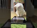 猫をビックリさせる動画を観せてみたら動揺して可愛い過ぎる猫 #shorts