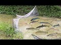 Amazing Fishing at Siem Reap - How To Catch Fish By Hand - Cambodia Traditional Fishing