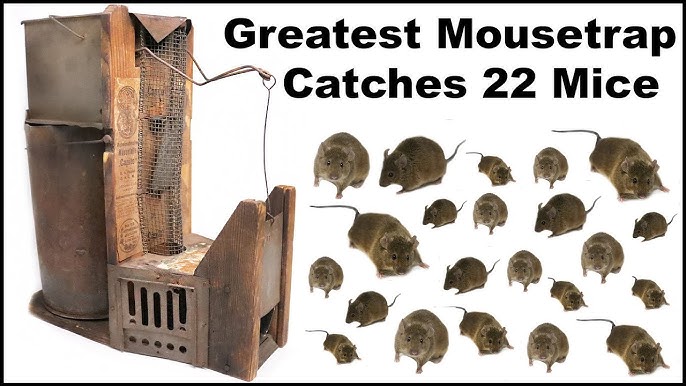 Catching 2 Mice @ The Same Time With An Antique Wooden Box Mouse