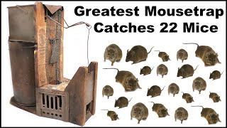 Catching 22 mice with the Greatest Mouse Trap (Catch 22) - The Bender - Mousetrap Monday