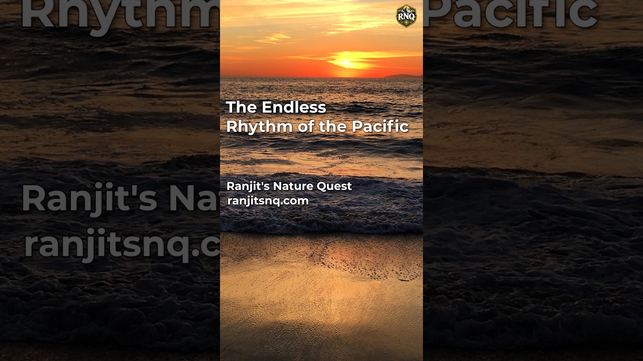 Thumbnail for The Endless Rhythm of the Pacific