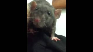 Happy rat scratches