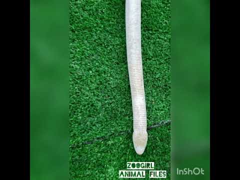 zoogirl animal files the legless lizard youtube