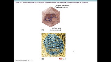 MICRO Chapter 13 Part 1 Recorded Lecture