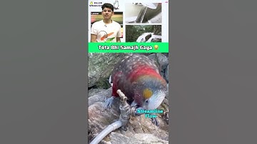 Streamline Parrot 🦜vs Turbulent Parrot 🦜 #physics #jeeone #jee #jee1 #science #udaan #namokaul