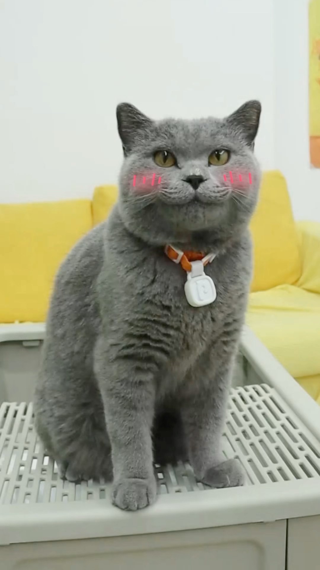 Litter Box Magic?: Enjoying Comfort And Health Like Never Before!? #purrsong #catmemes #trending