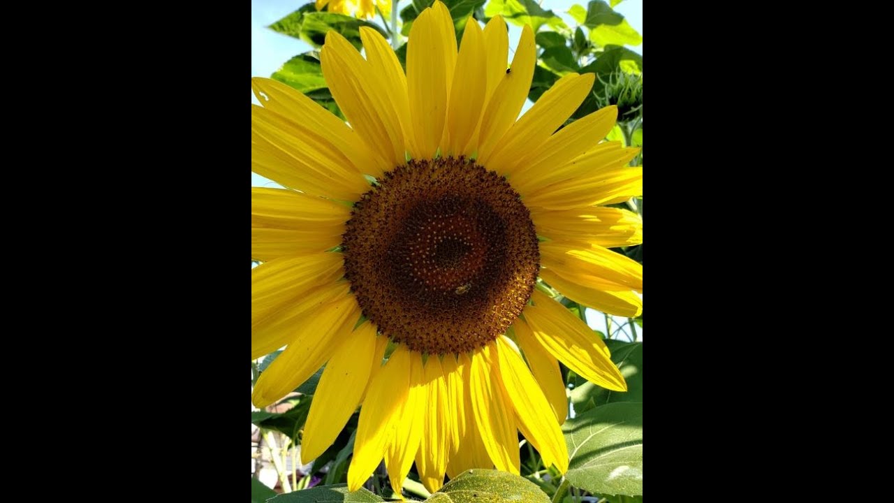 World's Easiest way to grow a Sunflower Patch YouTube