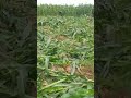 Men in army camouflage destroying my maize farm  villager laments