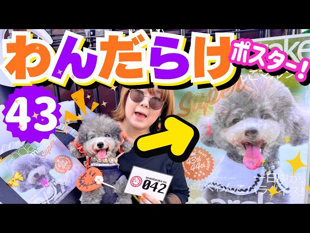 とろろ犬　エメラルド Shocking] My dog ​​got into trouble at the first and last