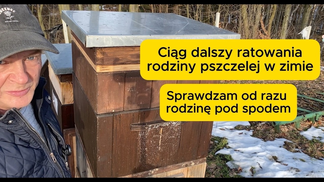 Ciąg dalszy ratowania rodziny pszczelej w zimie 
