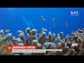 Ізраїльські вчені з'ясували, що коралові рифи Червоного моря переживуть зміни клімату