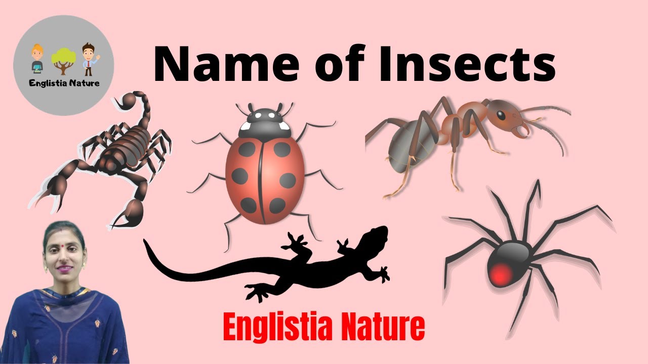 Spell Insects Insect Name for kids (child) learning with spelling writing practice ...