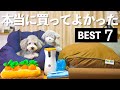 🐶犬を愛し過ぎた飼い主が、愛犬の為に本当に買って良かったモノ7選！