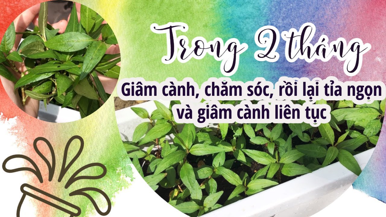 Trồng RAU RĂM chỉ từ vài cọng hiếm hoi xin được trong mùa dịch - YouTube