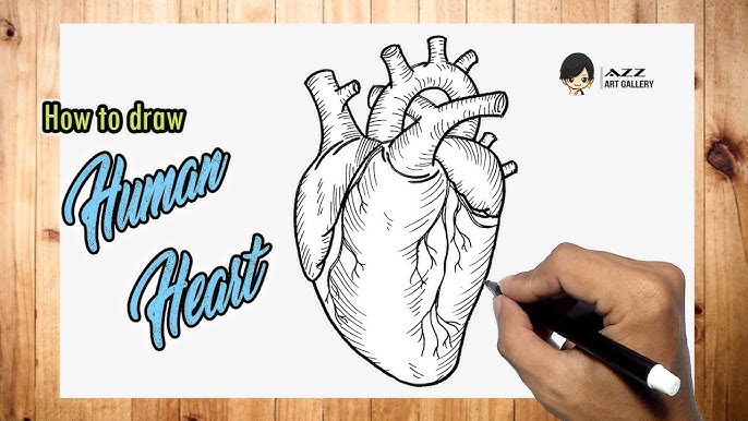 Tuto comment dessiner un coeur humain facilement 