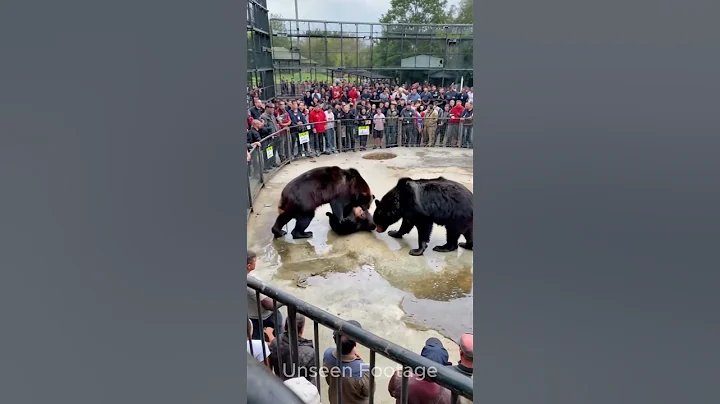 Bear Fight in Park #ytshorts #youtubeshorts #shorts #short #shortvideo #shortsvideo #bear#zoo#fight