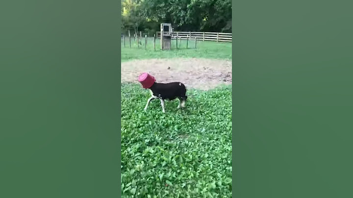 Lamb named Cow gets his head stuck.