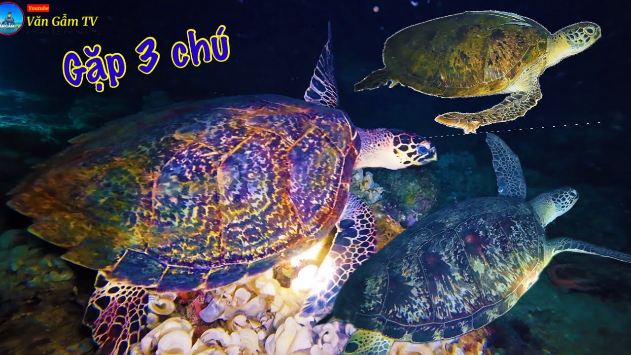 Này Có Phải Là Điểm Ngủ Của Những Chú Rùa | 1 Tăng Phát Hiện 3 Chú Rùa ...