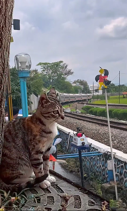 kucing kaget di klakson kereta api   #keretaapi #keretaapiindonesi #railfans #kucing  #kucinglucu