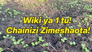 Kilimo cha Chainizi kwa Wiki Moja: Hali Halisi Shambani | Mafanikio ya Mwanzo! Kilimo cha Chainizi kwa Wiki Moja: Hali Halisi Shambani | Mafanikio ya Mwanzo!