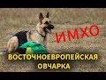 Восточноевропейская овчарка - ИМХО.