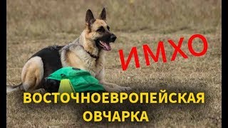 Восточноевропейская овчарка  ИМХО.